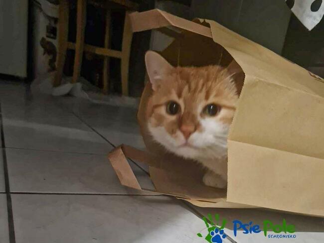 OXYMONEK - śliczny rudo-biały kotek szuka domu, adopcja