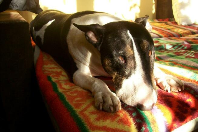 psi behawiorysta psi psycholog zaklinacz psów szkolenie psów