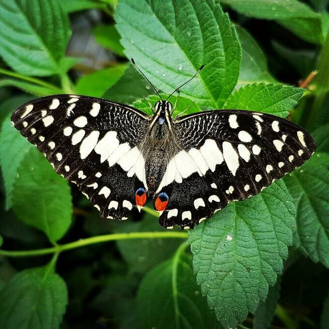 ŻYWE motyle tropikalne. Bardzo duży wybór. WYSYŁKA!!!