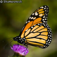 ŻYWE motyle tropikalne. Bardzo duży wybór. WYSYŁKA!!!