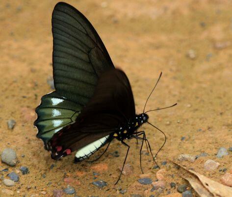 ŻYWE motyle tropikalne. Bardzo duży wybór. WYSYŁKA!!!
