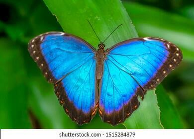 ŻYWE motyle tropikalne. Bardzo duży wybór. WYSYŁKA!!!