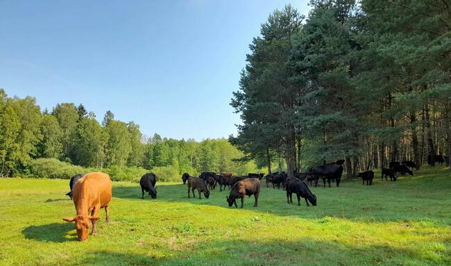 Sprzedam krowy Angus