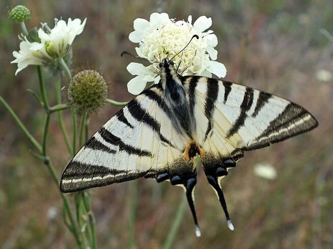 ŻYWE motyle tropikalne. Bardzo duży wybór. WYSYŁKA!!!