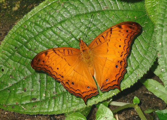 ŻYWE motyle tropikalne. Bardzo duży wybór. WYSYŁKA!!!