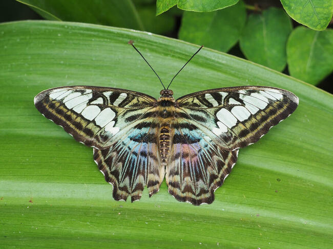 ŻYWE motyle tropikalne. Bardzo duży wybór. WYSYŁKA!!!