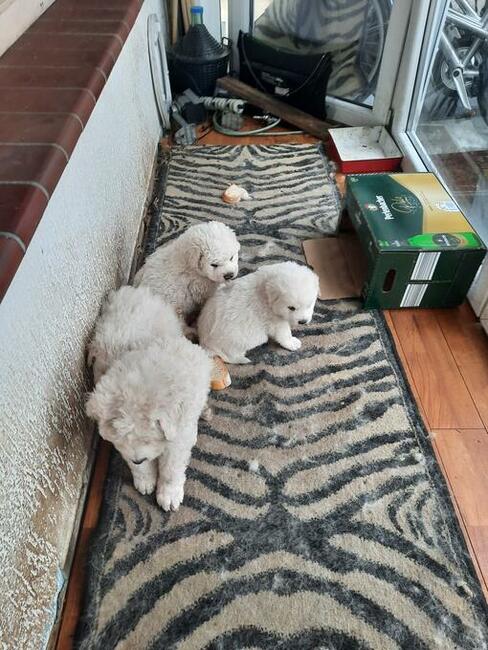 owczarek podhalański