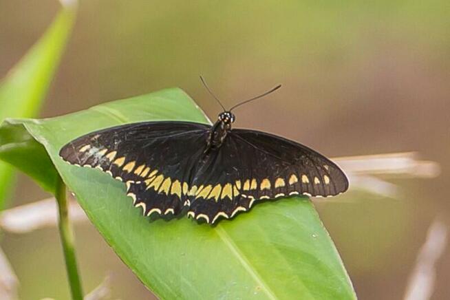 ŻYWE motyle tropikalne. Bardzo duży wybór. WYSYŁKA!!!