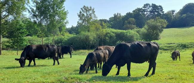 Sprzedam krowy Angus