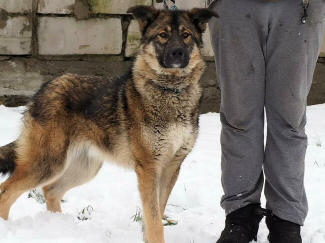 Młodziutki wesoły psiak kochający ludzi szuka PILNIE domku