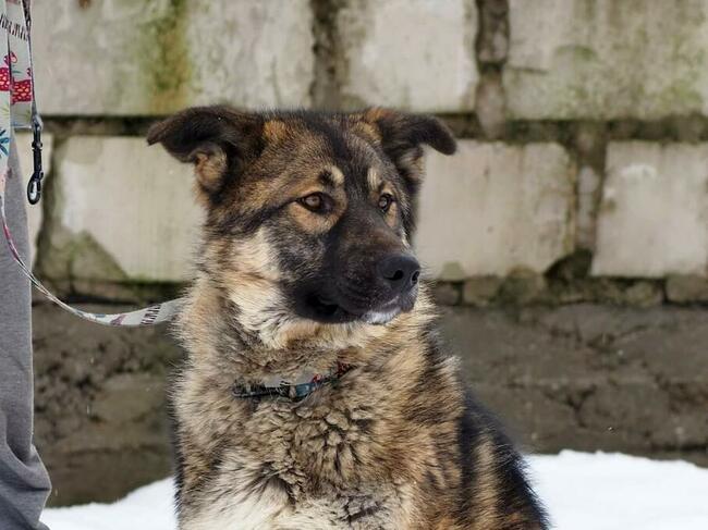 Młodziutki wesoły psiak kochający ludzi szuka PILNIE domku