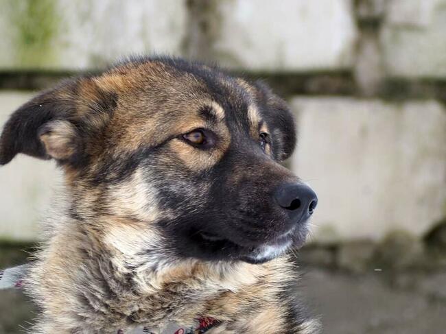 Młodziutki wesoły psiak kochający ludzi szuka PILNIE domku