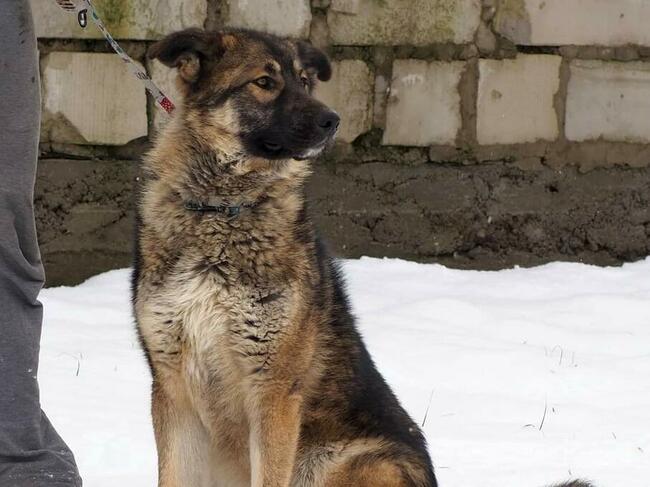 Młodziutki wesoły psiak kochający ludzi szuka PILNIE domku