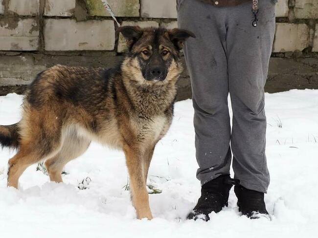 Młodziutki wesoły psiak kochający ludzi szuka PILNIE domku