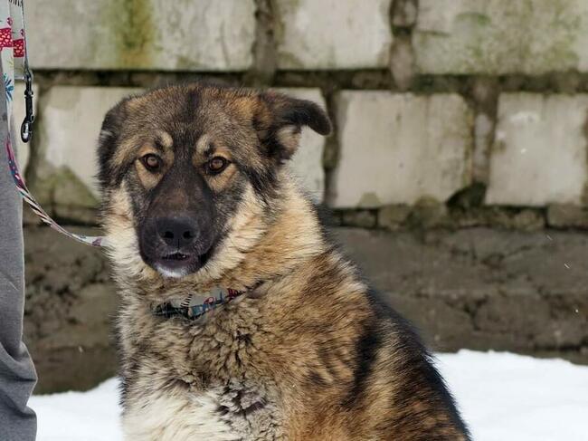 Młodziutki wesoły psiak kochający ludzi szuka PILNIE domku