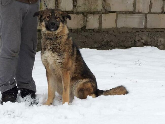 Młodziutki wesoły psiak kochający ludzi szuka PILNIE domku