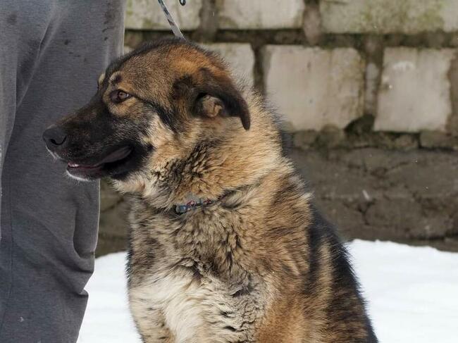 Młodziutki wesoły psiak kochający ludzi szuka PILNIE domku