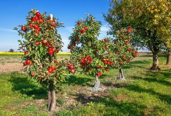 Centrum Ogrodniczo Paszowe Zebrzydowice zaprasza na zakupy