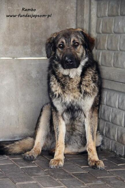 Rambo - onieśmielony psiak