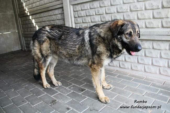 Rambo - onieśmielony psiak