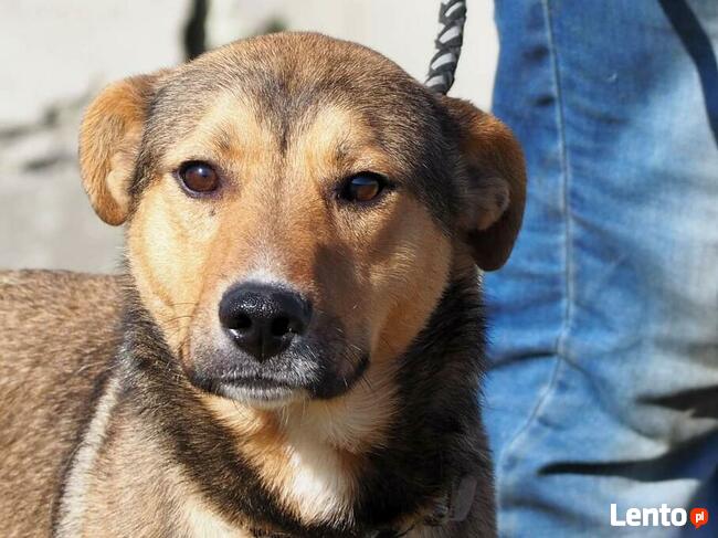 HARRY młody proludzki psiak kochający ludzi szuka domku