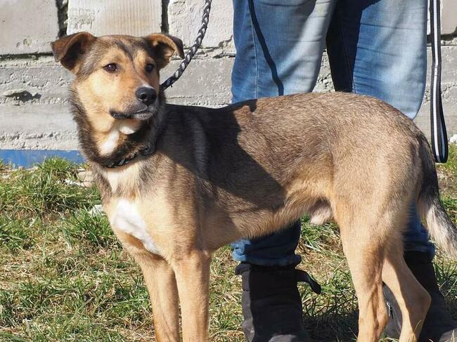 HARRY młody proludzki psiak kochający ludzi szuka domku