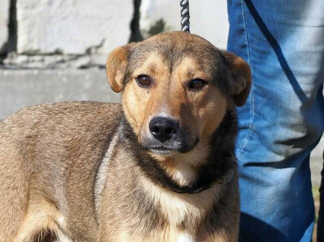 HARRY młody proludzki psiak kochający ludzi szuka domku