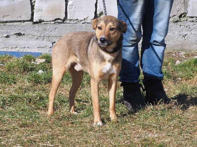 HARRY młody proludzki psiak kochający ludzi szuka domku