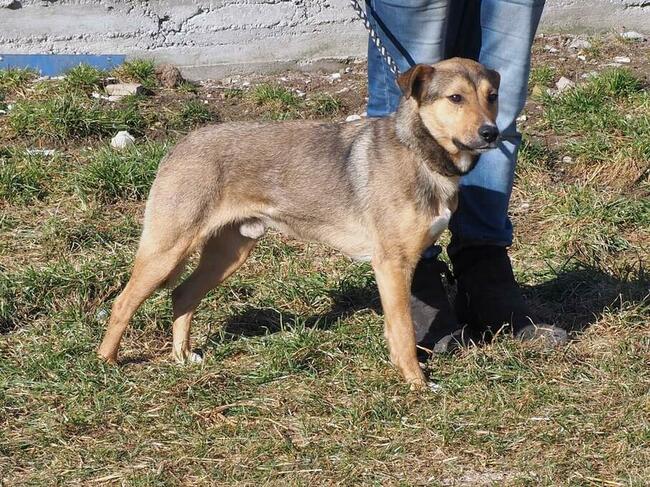 HARRY młody proludzki psiak kochający ludzi szuka domku