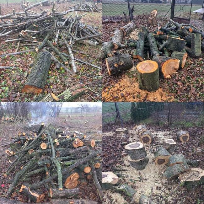 Wycinka Drzew Karczowanie Działek Utylizacja Gałęzi Wywóz