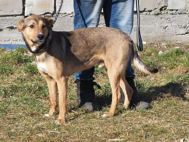 HARRY młody proludzki psiak kochający ludzi szuka domku
