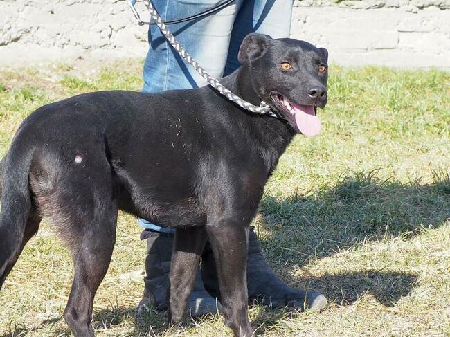 Cudowny psiak kochający ludzi czeka na wymarzony domek