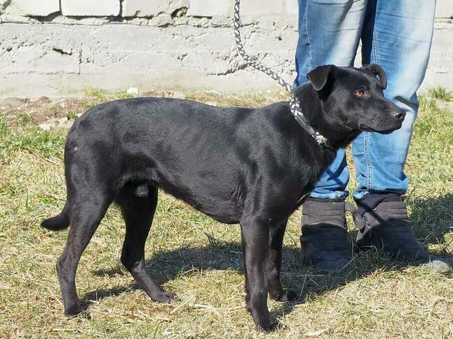 Cudowny psiak kochający ludzi czeka na wymarzony domek