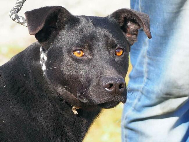 Cudowny psiak kochający ludzi czeka na wymarzony domek