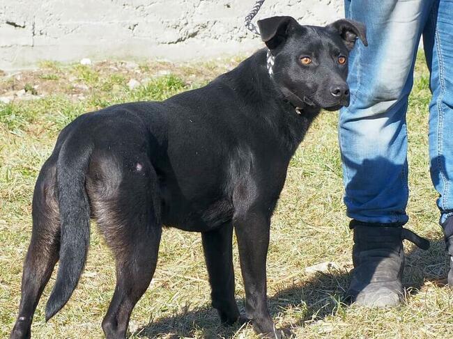 HAMLET młody wesoły psiak szuka PILNIE kochającego domku