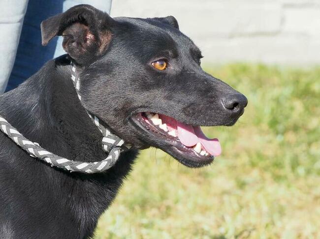 Cudowny psiak kochający ludzi czeka na wymarzony domek