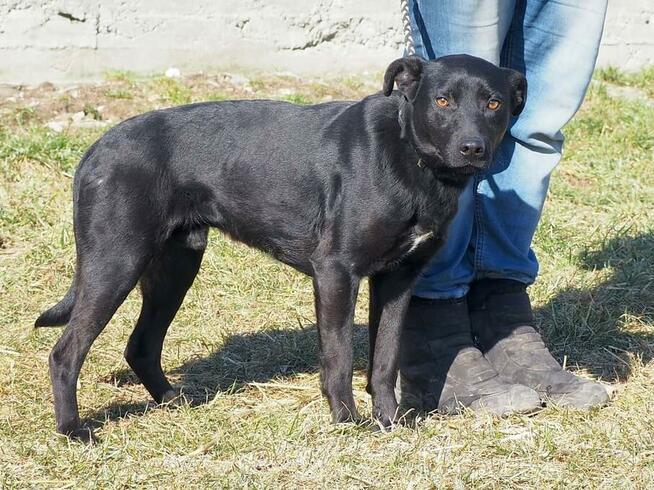 HAMLET młody wesoły psiak szuka PILNIE kochającego domku