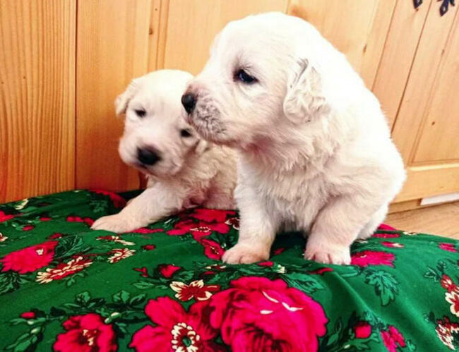 Polski Owczerek Podhalański (FCI) z rodowodem