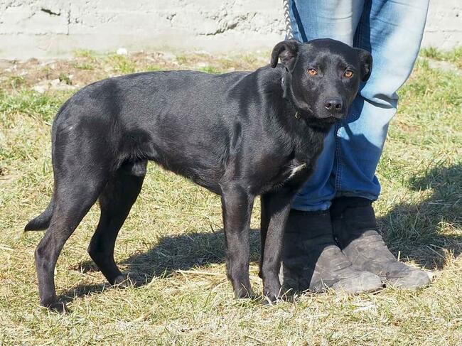 Cudowny psiak kochający ludzi czeka na wymarzony domek