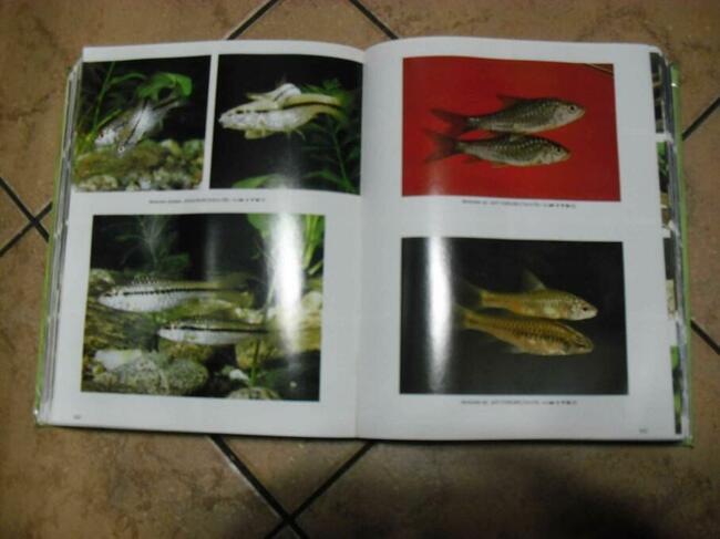 Atlas słodkowodnych ryb akwariowych-Dr Axelrod-1992r. -