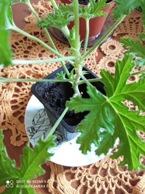 Geranium pachnące cytrynką