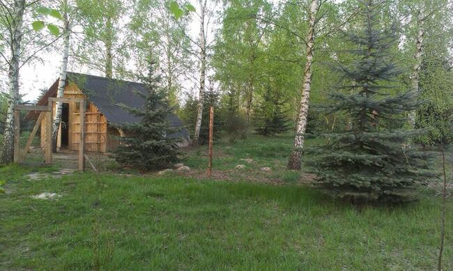 Dochodową działkę z plantacją borówki amerykańskiej sprzedam