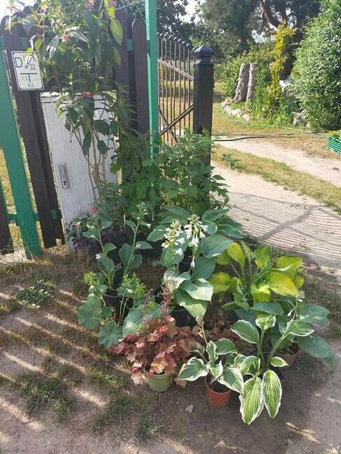 Byliny - wymiana i sprzedaż - Ogród - Wojcieszyce k. Gorzow