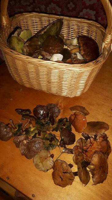 Dochodową działkę z plantacją borówki amerykańskiej sprzedam