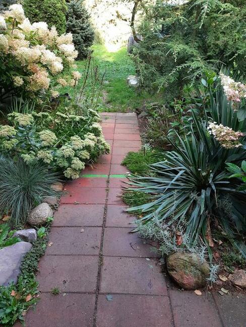 Dochodową działkę z plantacją borówki amerykańskiej sprzedam