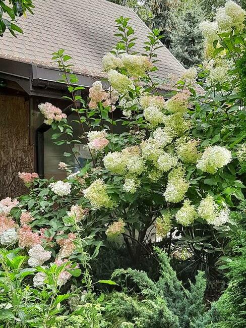Dochodową działkę z plantacją borówki amerykańskiej sprzedam