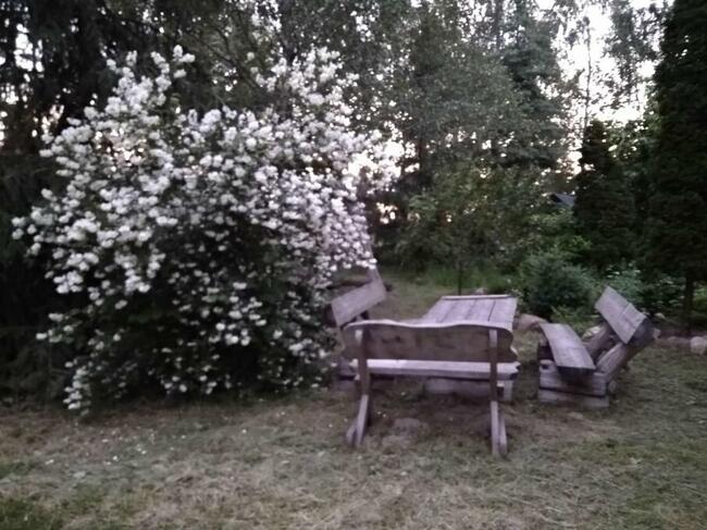 Dochodową działkę z plantacją borówki amerykańskiej sprzedam
