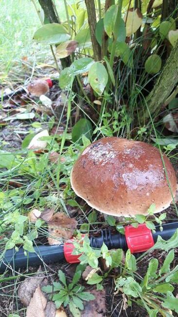 Dochodową działkę z plantacją borówki amerykańskiej sprzedam