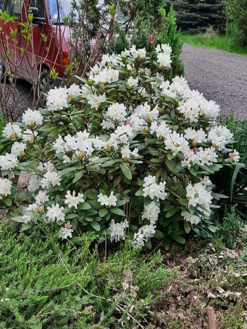 Dochodową działkę z plantacją borówki amerykańskiej sprzedam