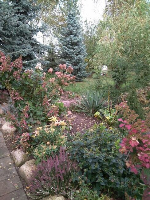 Dochodową działkę z plantacją borówki amerykańskiej sprzedam